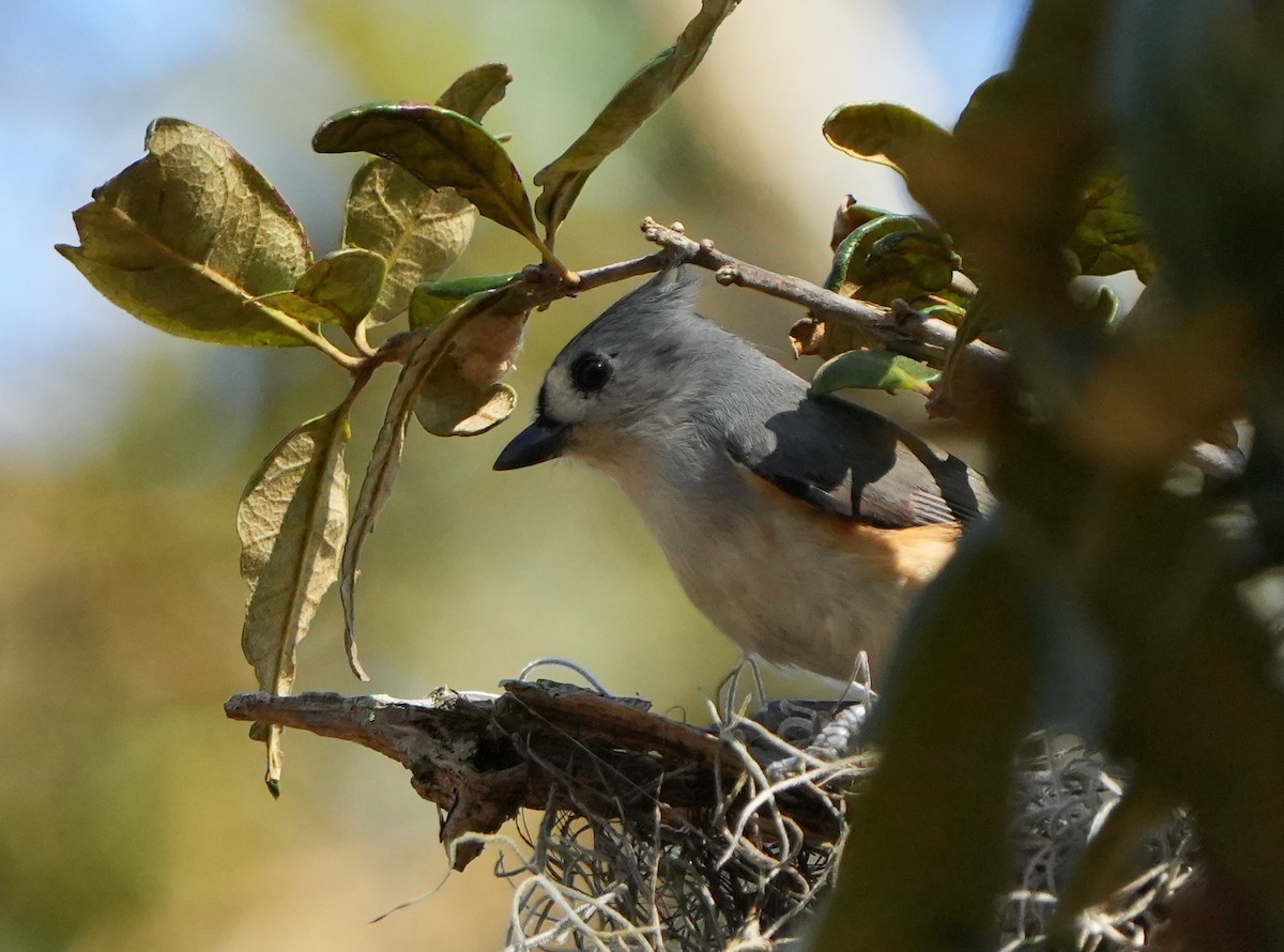 Tufted Titmouse - ML645694365