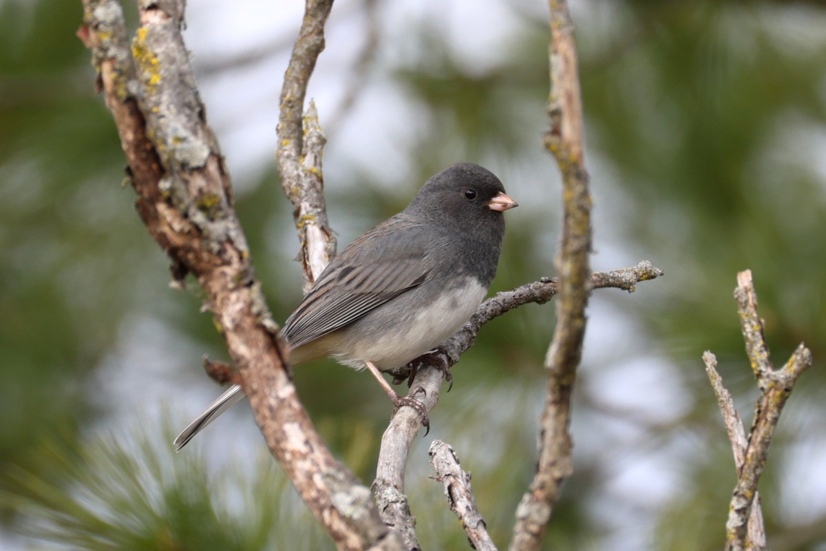 Dark-eyed Junco - ML645694366