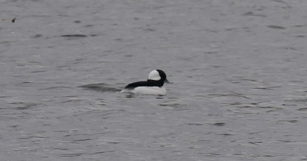 Bufflehead - ML645694367