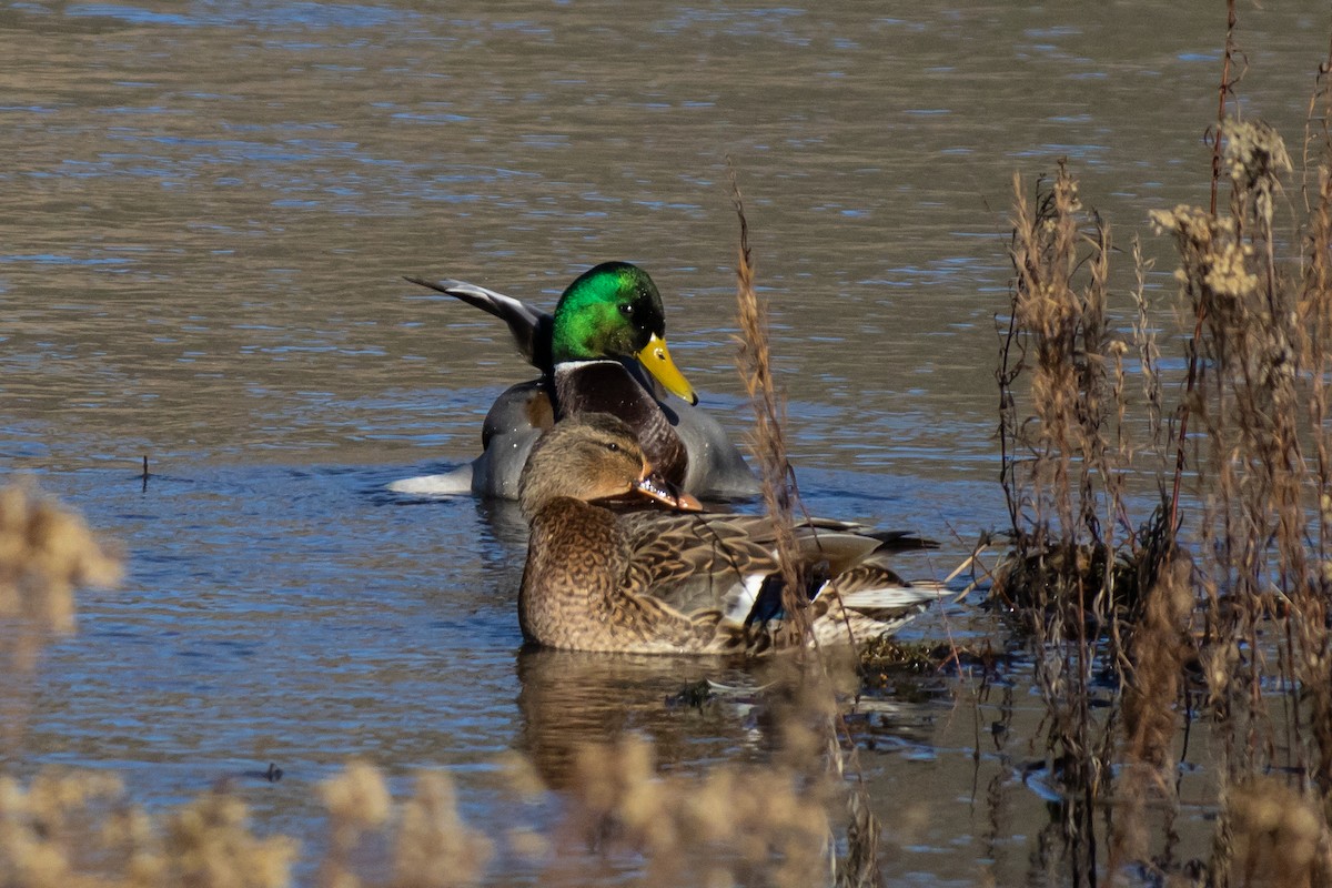 Mallard - ML645694368