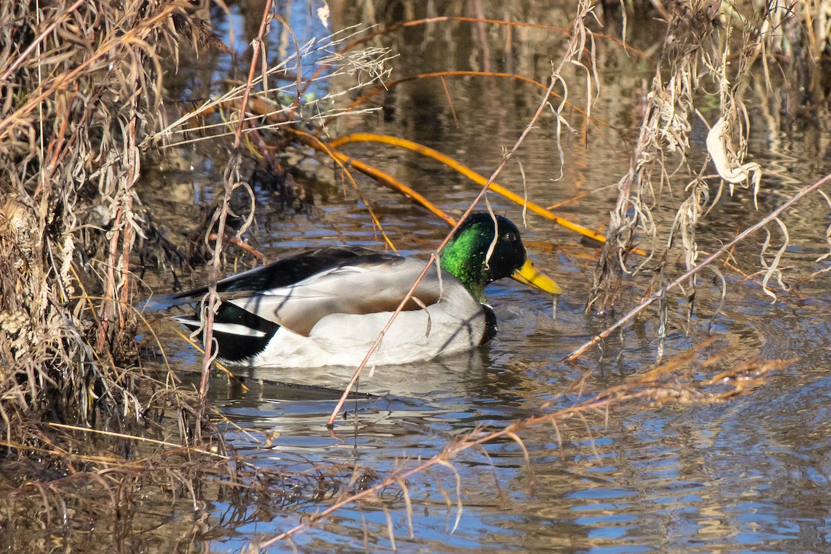 Mallard - ML645694369