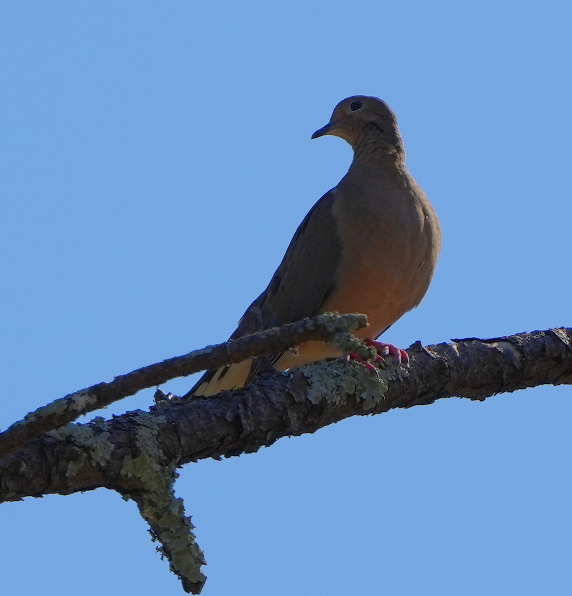 Mourning Dove - ML645694370