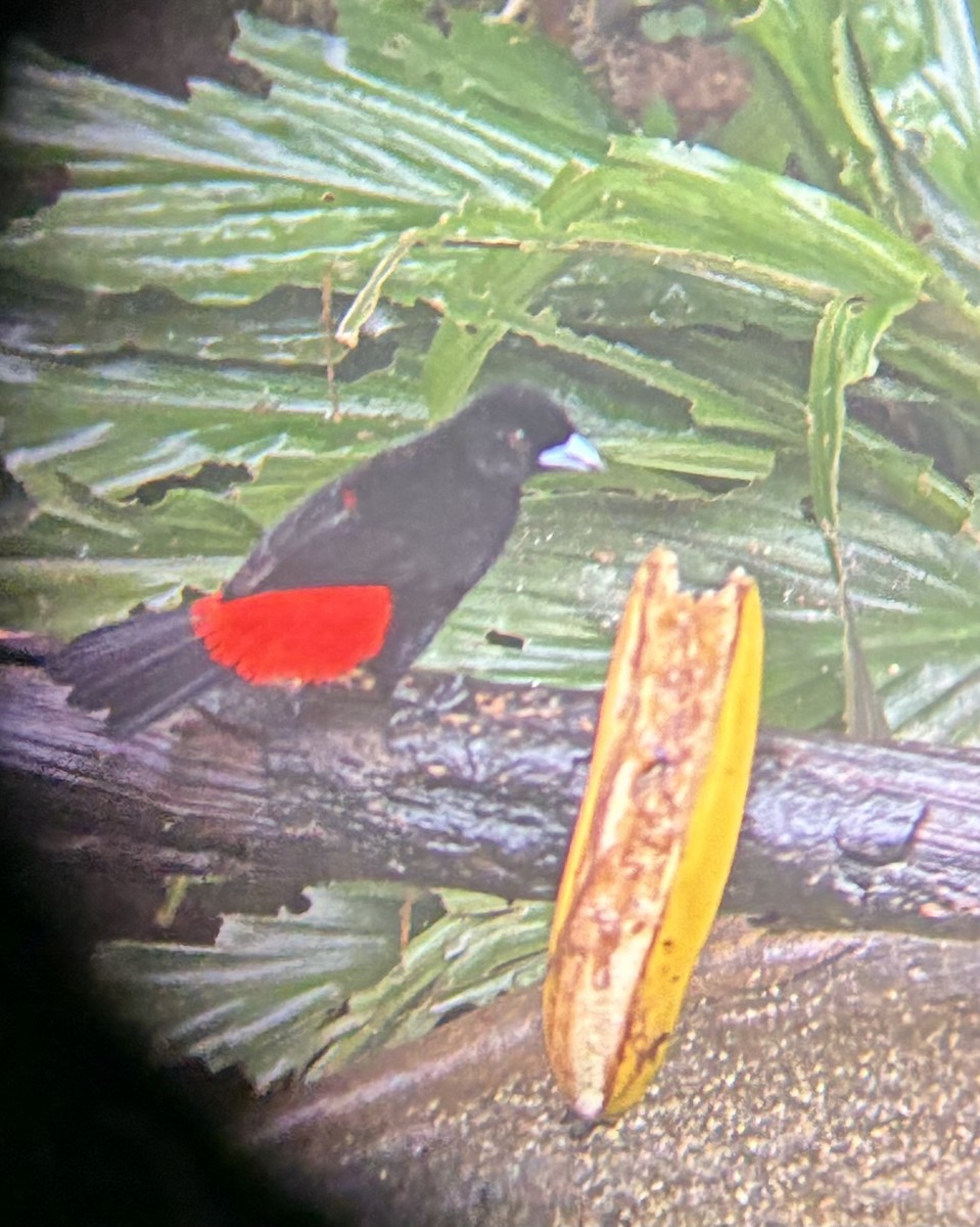 Scarlet-rumped Tanager - ML645694371