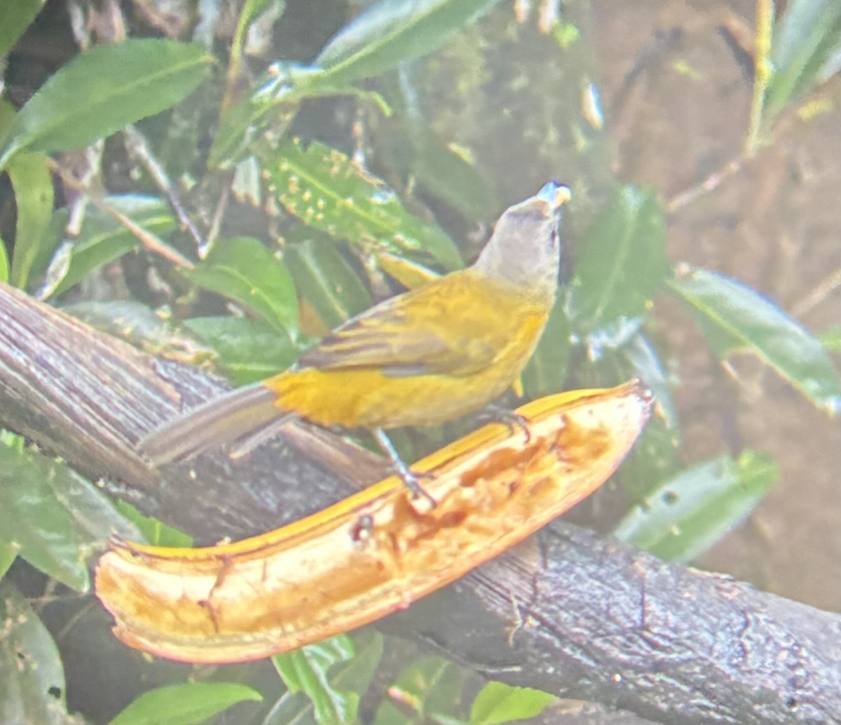 Scarlet-rumped Tanager - ML645694372