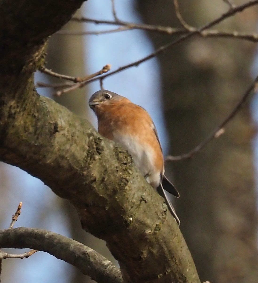 Eastern Bluebird - ML645694373