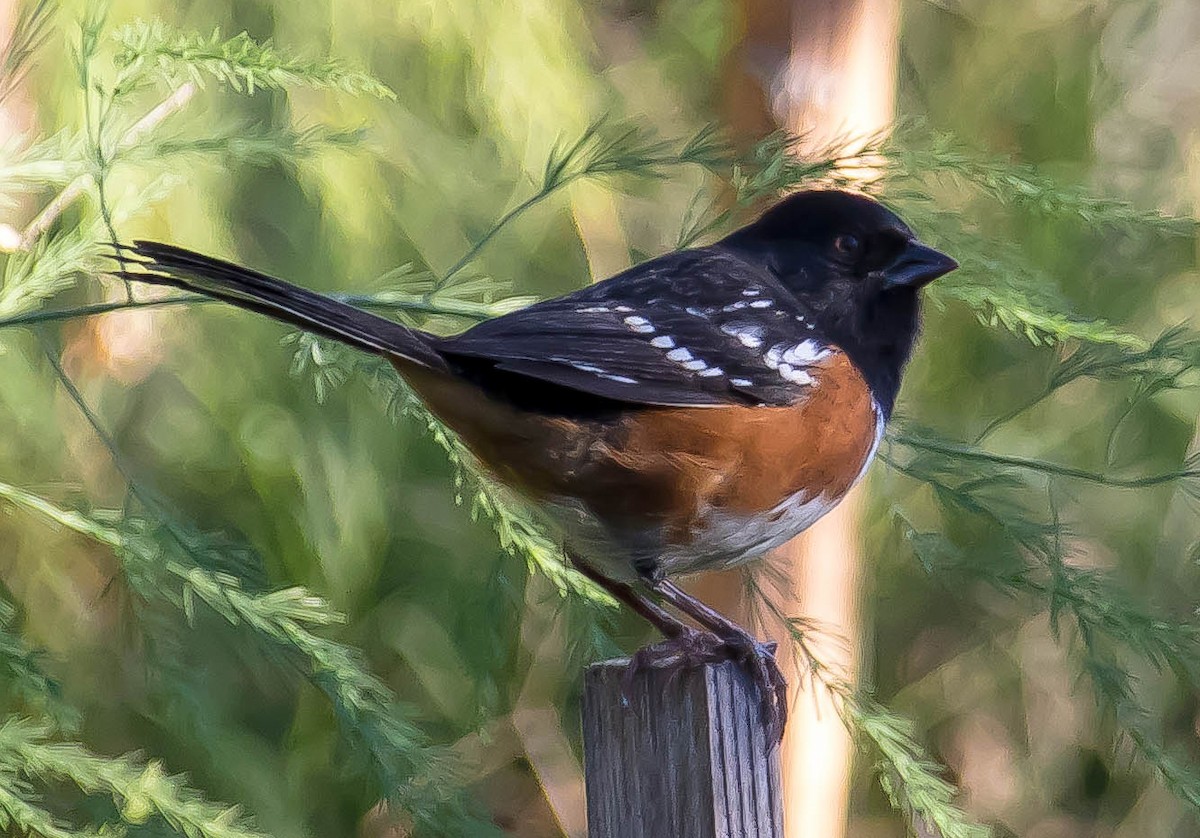 Spotted Towhee - ML645694374