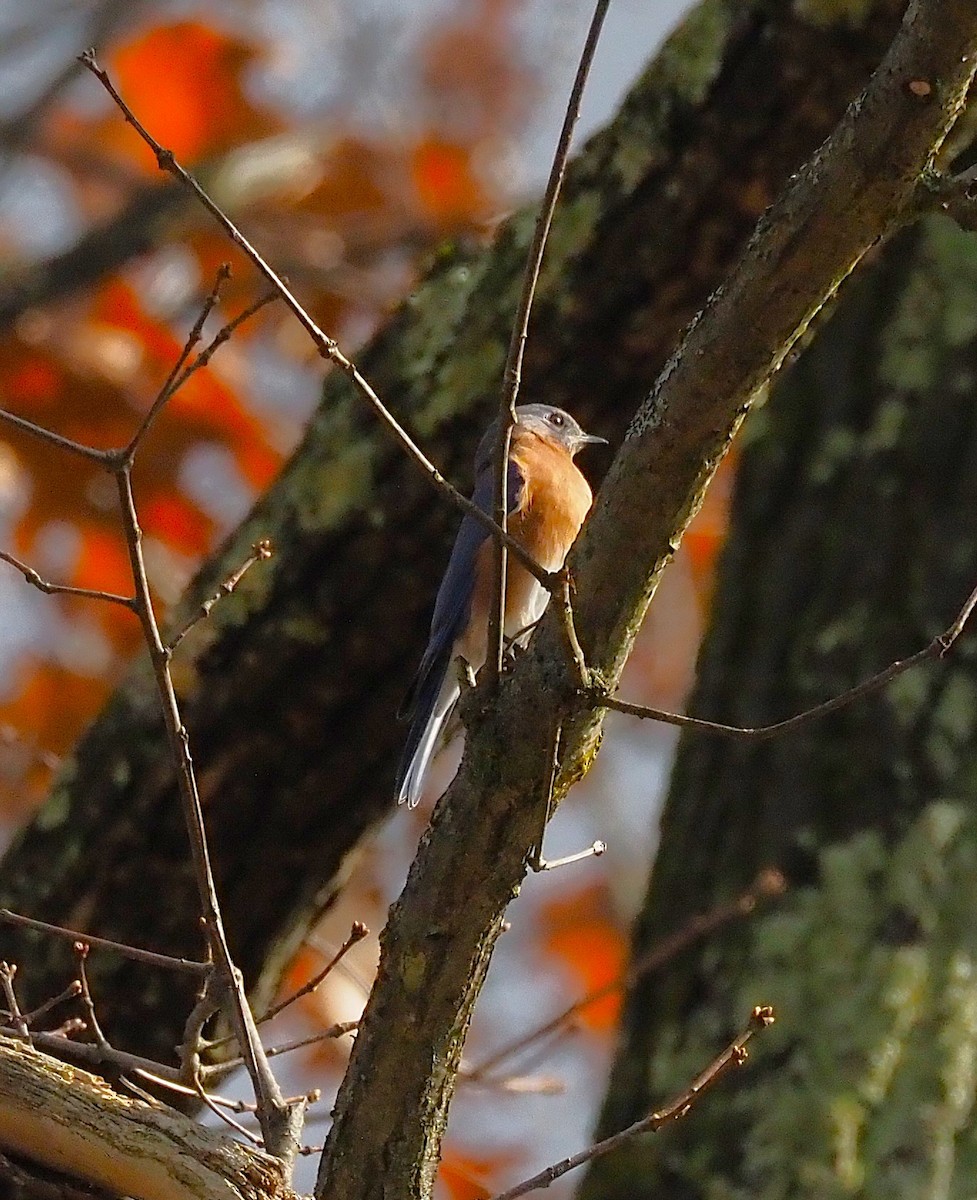 Eastern Bluebird - ML645694375
