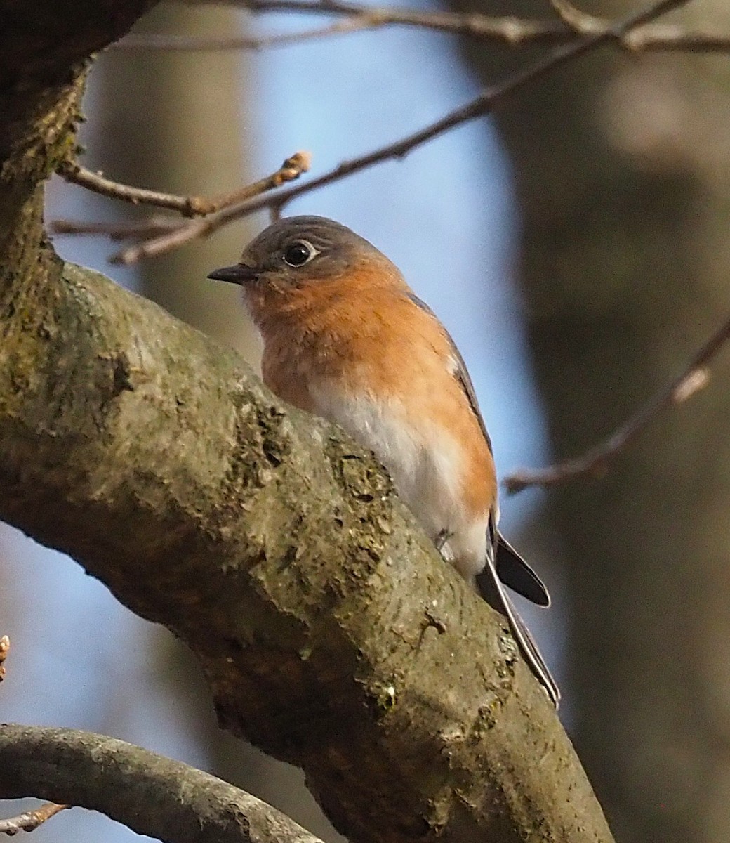 Eastern Bluebird - ML645694376