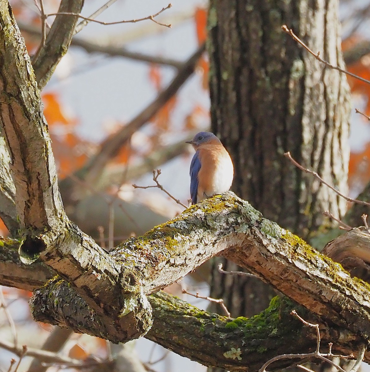 Eastern Bluebird - ML645694377