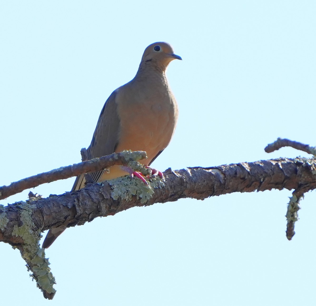 Mourning Dove - ML645694378