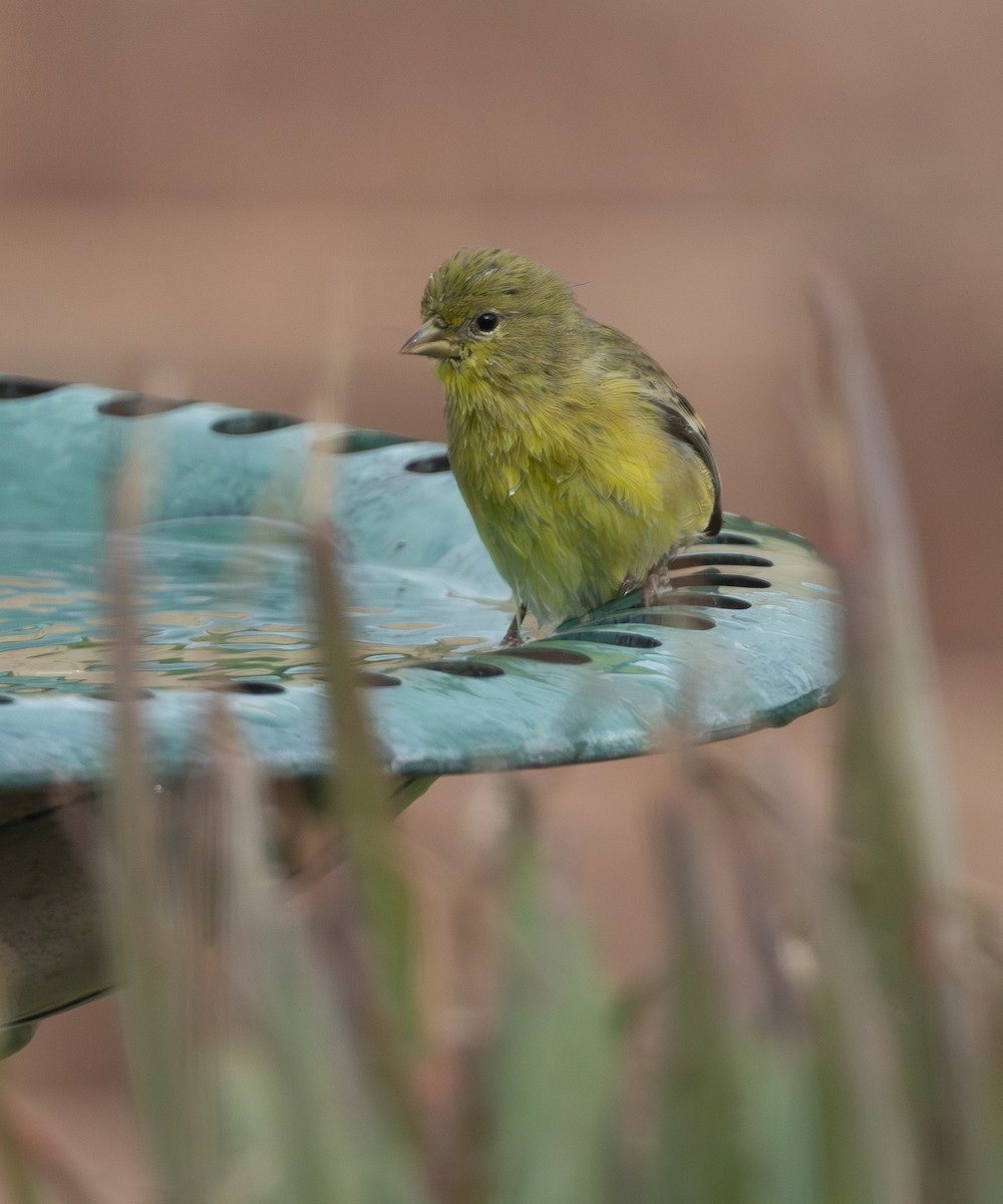Lesser Goldfinch - ML645694379