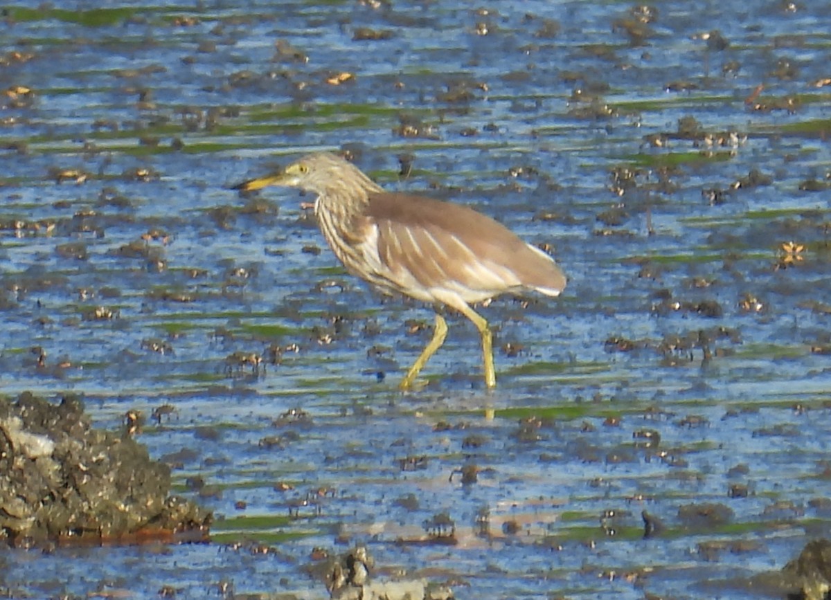 Chinese Pond-Heron - ML645694381