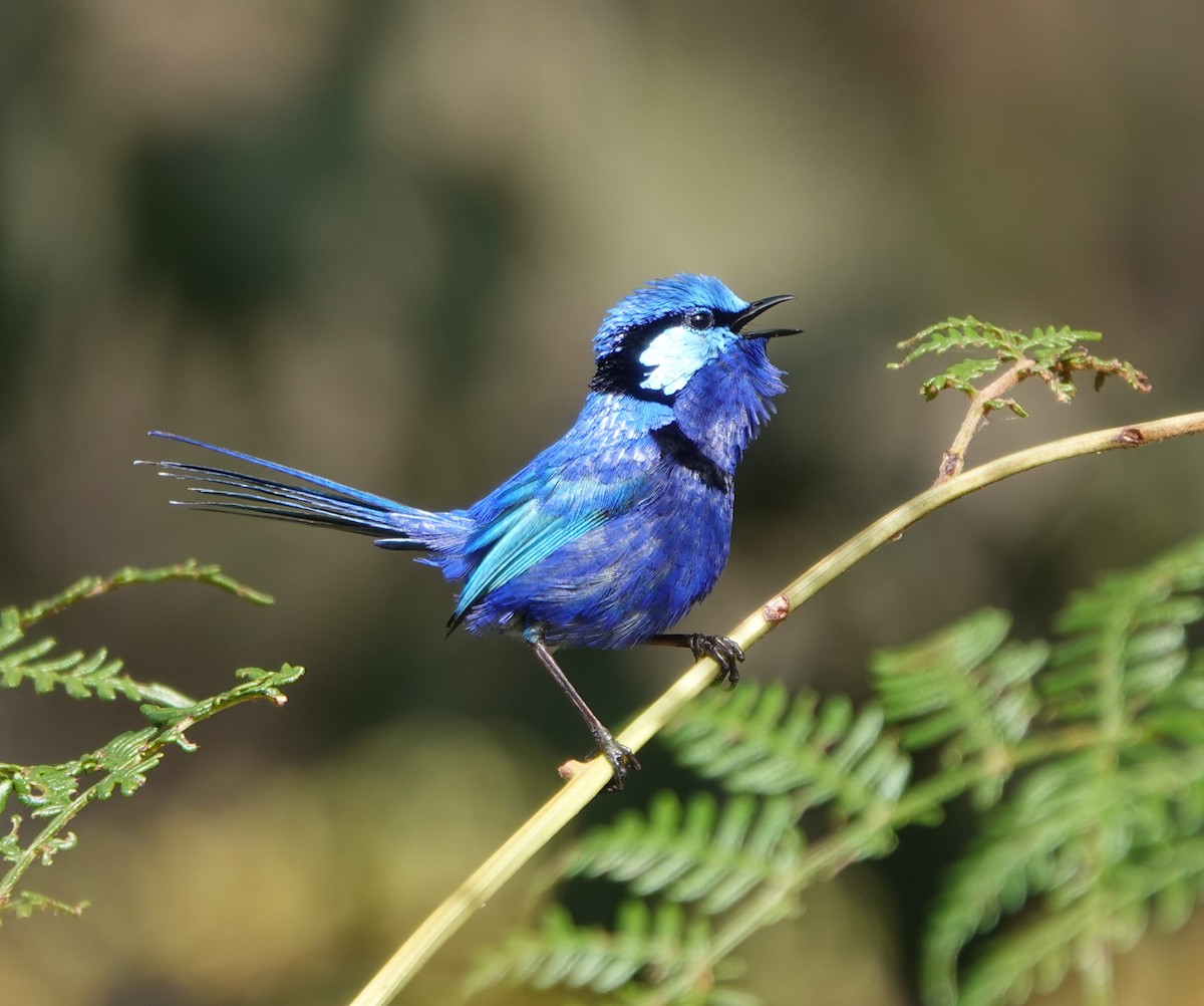 Splendid Fairywren - ML645694382