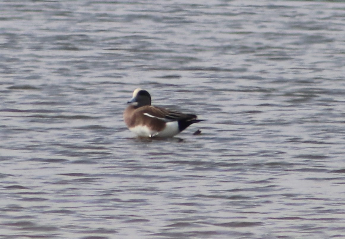 American Wigeon - ML645694384