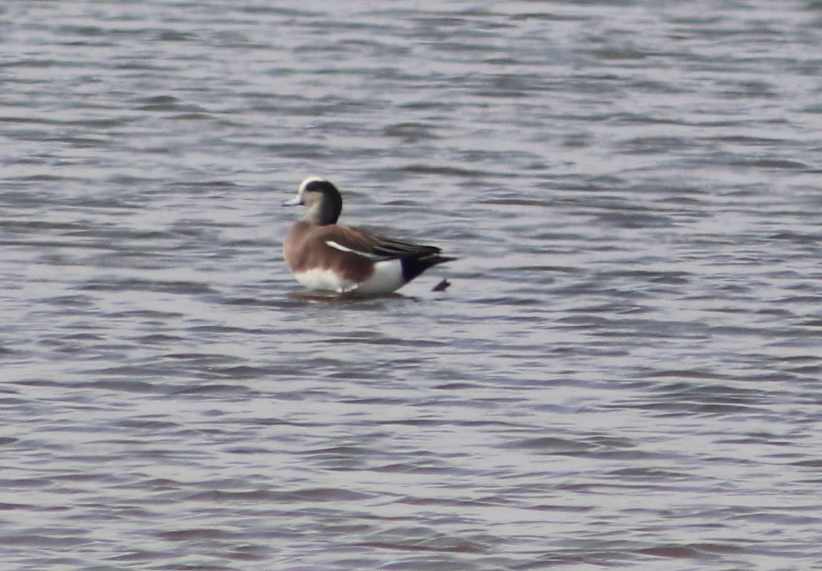 American Wigeon - ML645694385