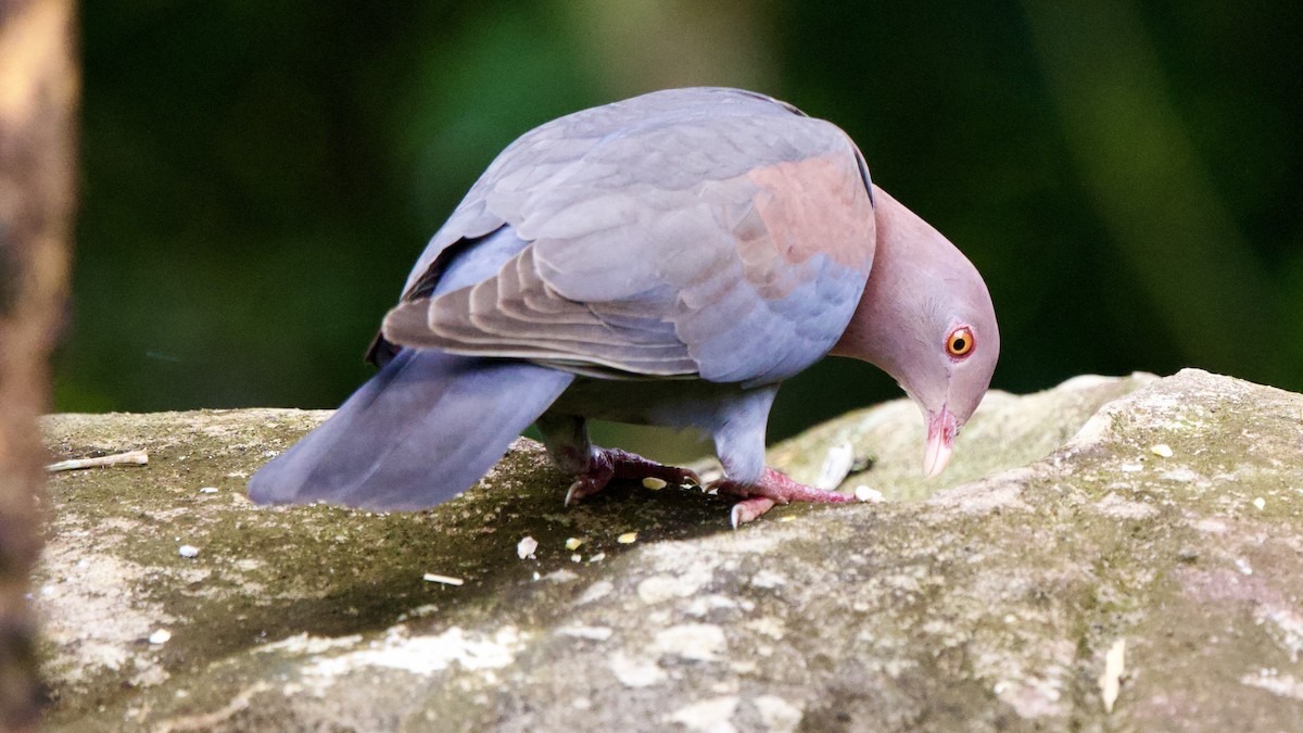 Red-billed Pigeon - ML645694386