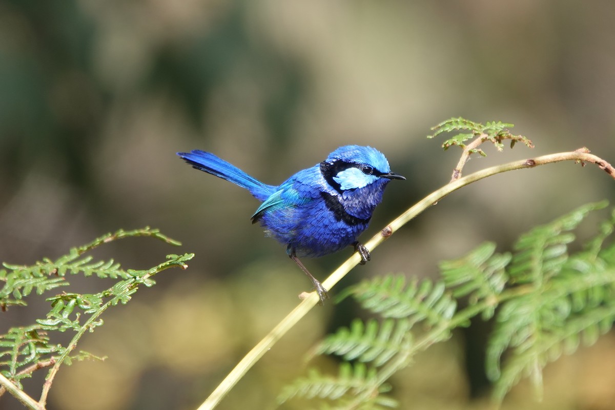 Splendid Fairywren - ML645694393