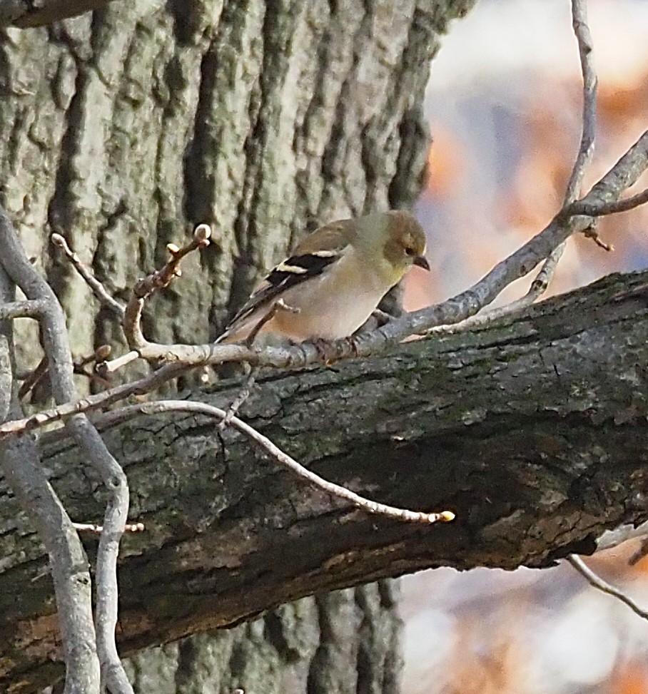 American Goldfinch - ML645694394