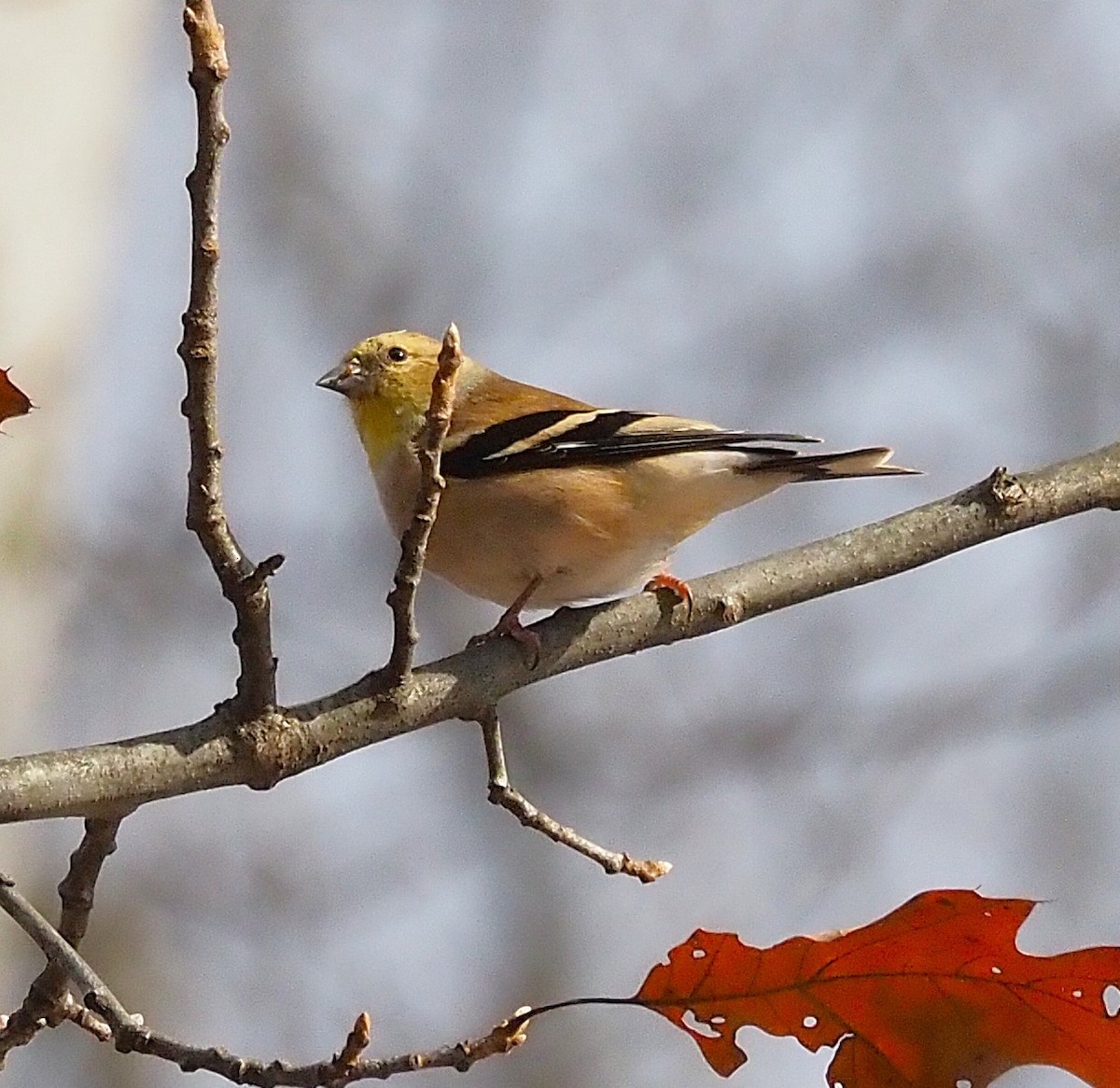 American Goldfinch - ML645694395