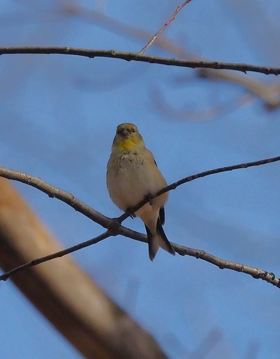 American Goldfinch - ML645694396