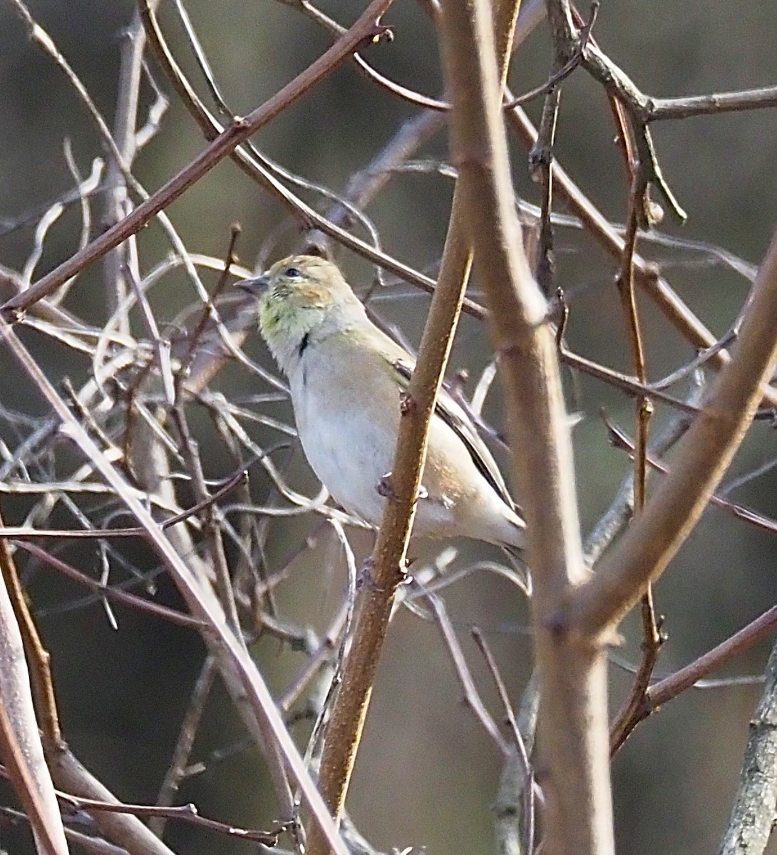 American Goldfinch - ML645694397
