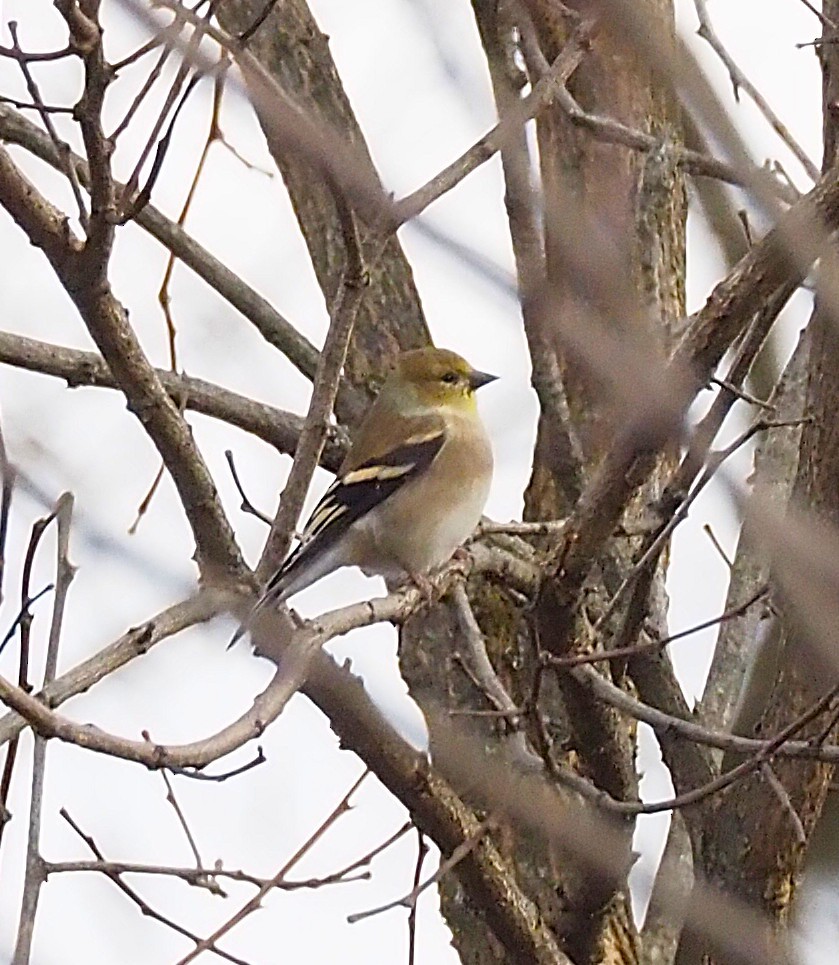 American Goldfinch - ML645694398