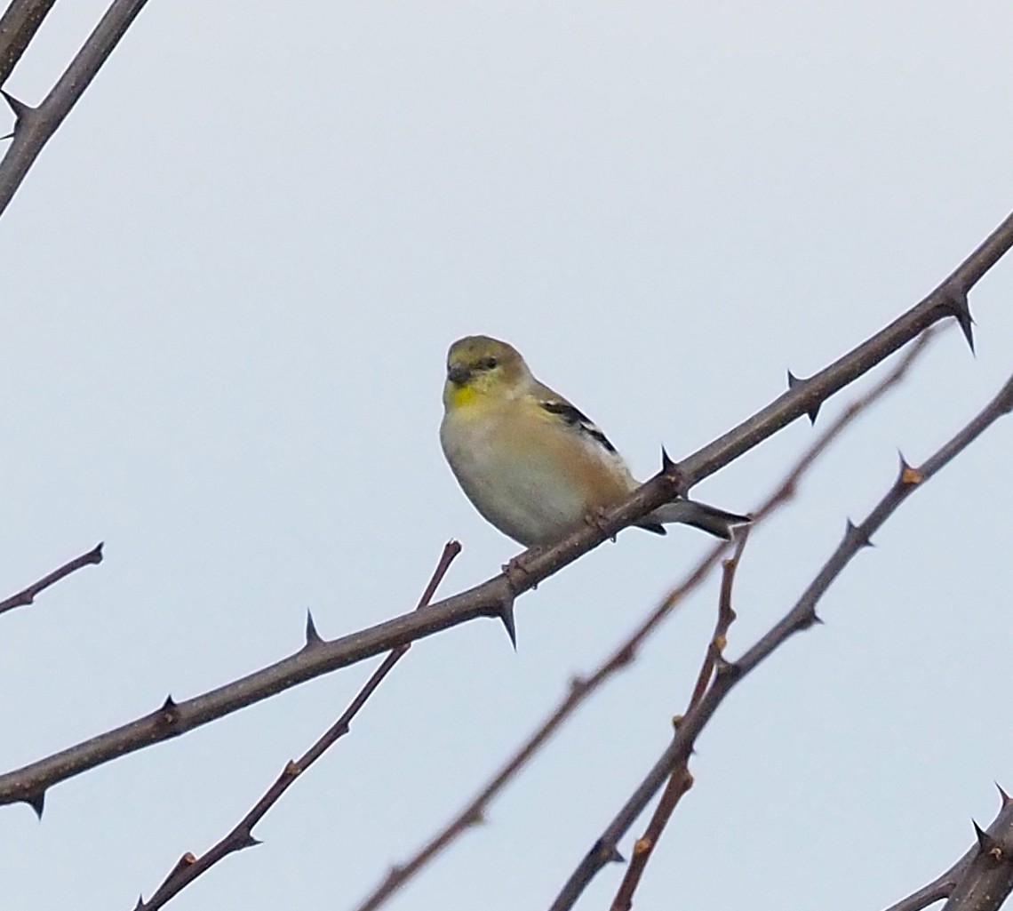 American Goldfinch - ML645694399