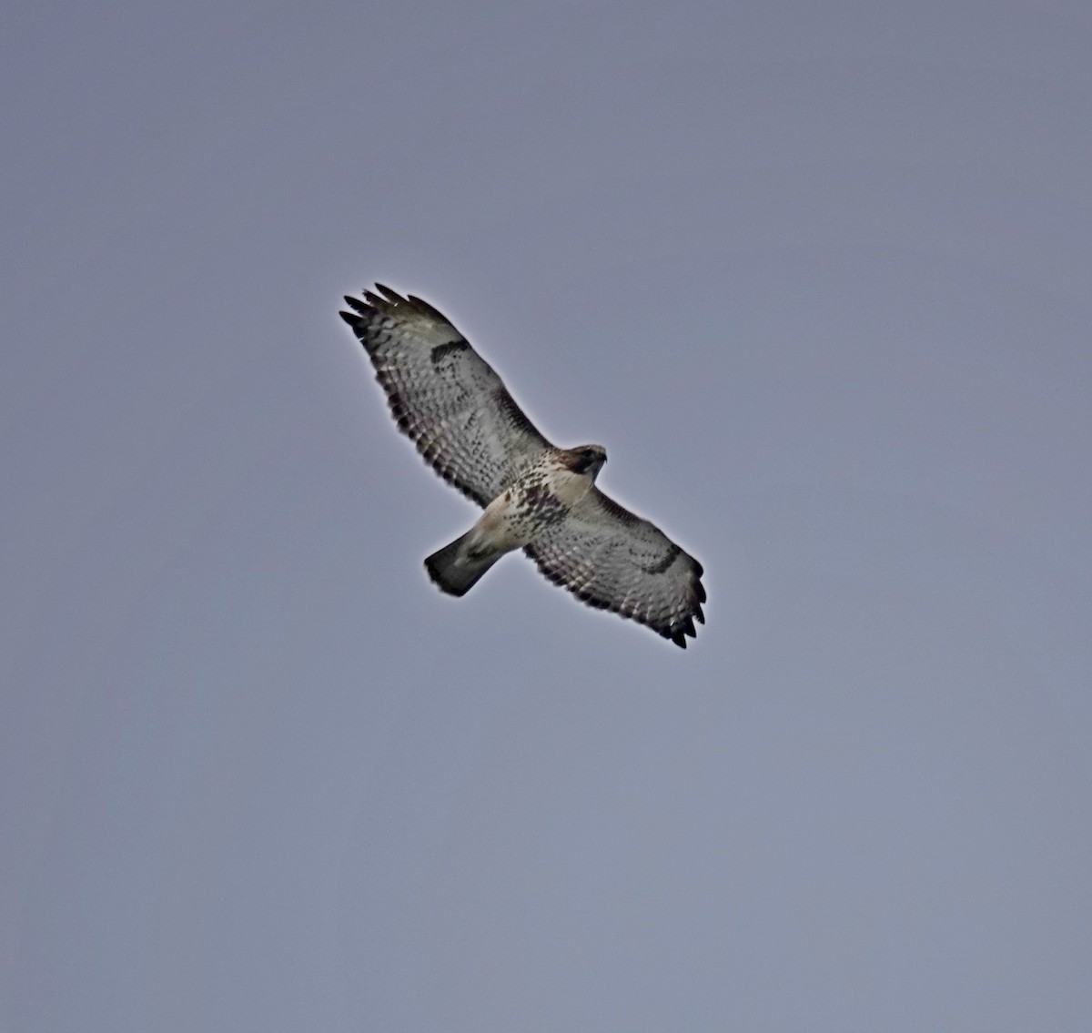 Red-tailed Hawk - ML645694400