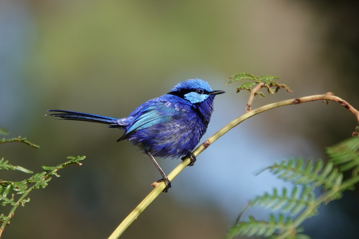 Splendid Fairywren - ML645694403