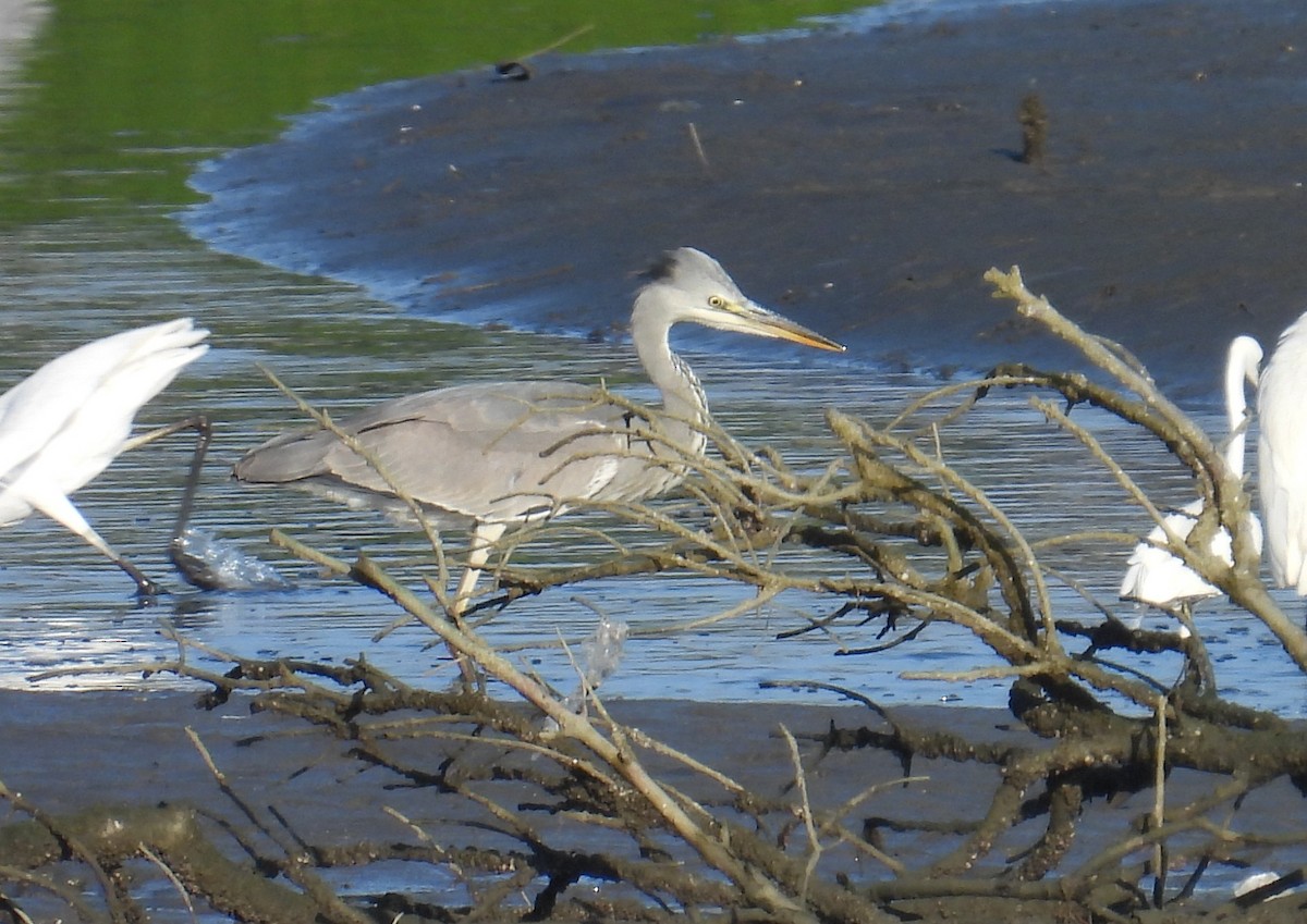 Gray Heron - ML645694408