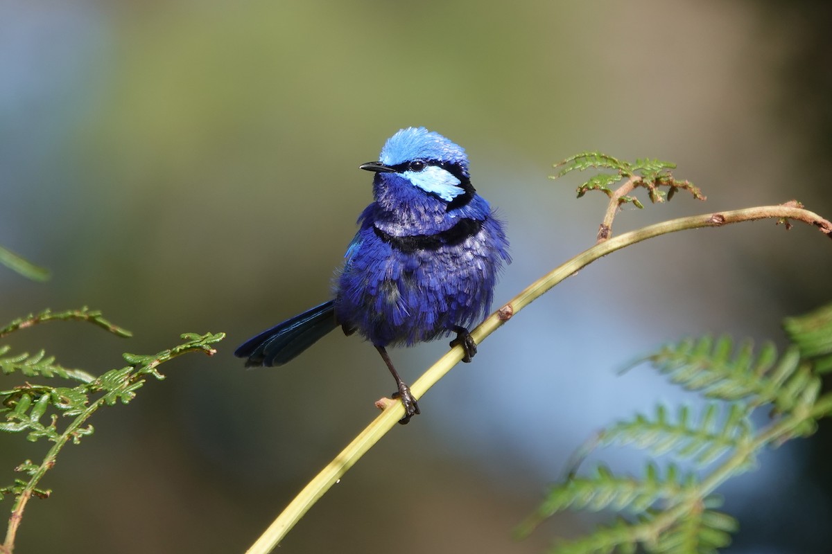 Splendid Fairywren - ML645694416