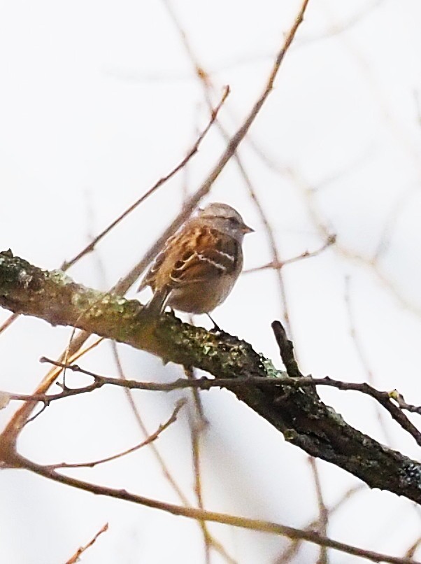 Пасовник північний - ML645694427