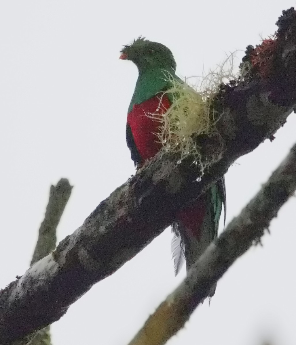 Crested Quetzal - ML645694438