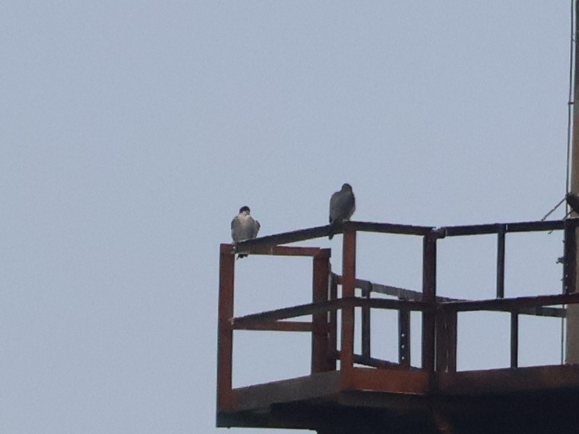 遊隼(anatum) - ML645694445