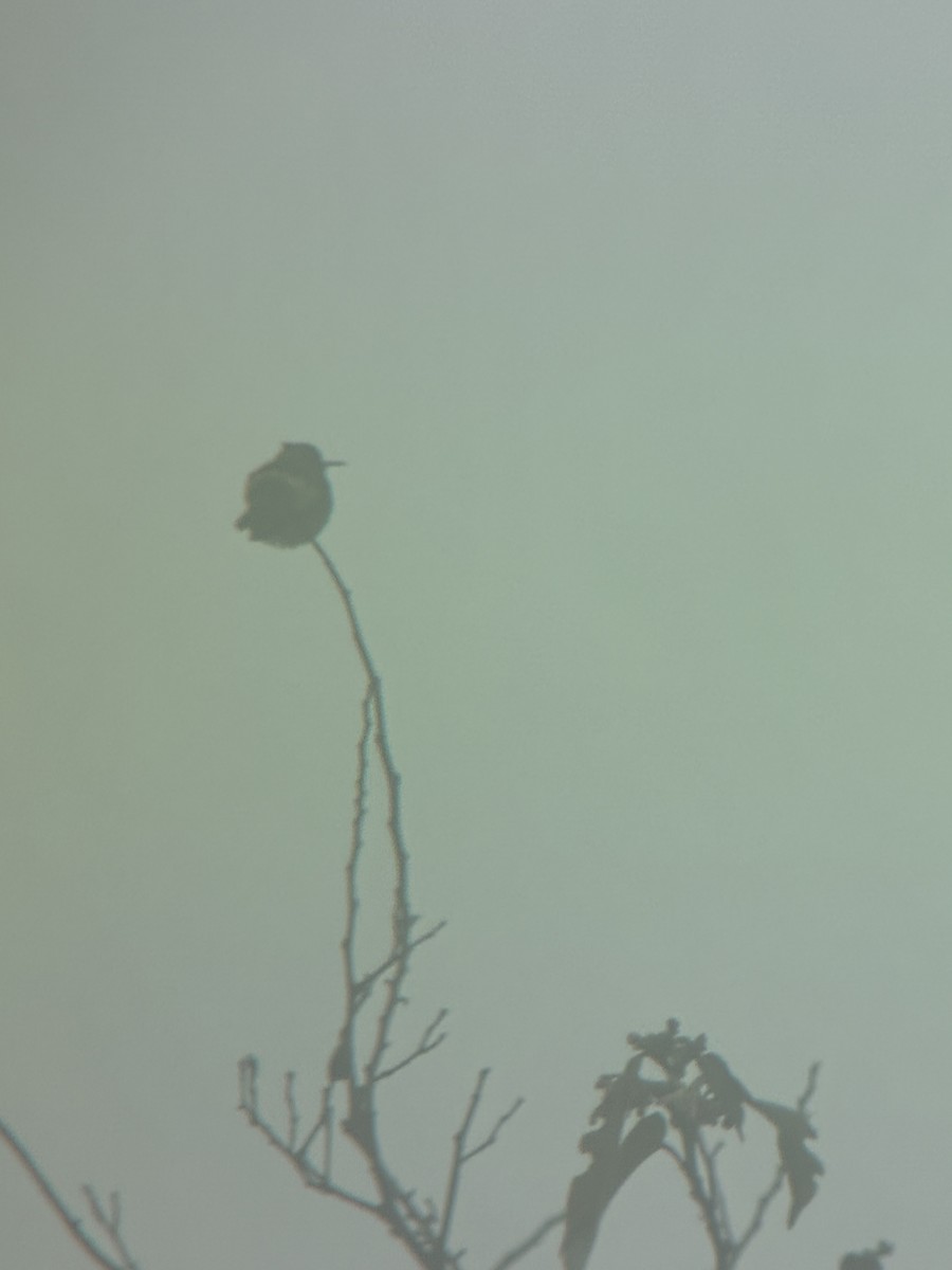 koketka límečková - ML645694446