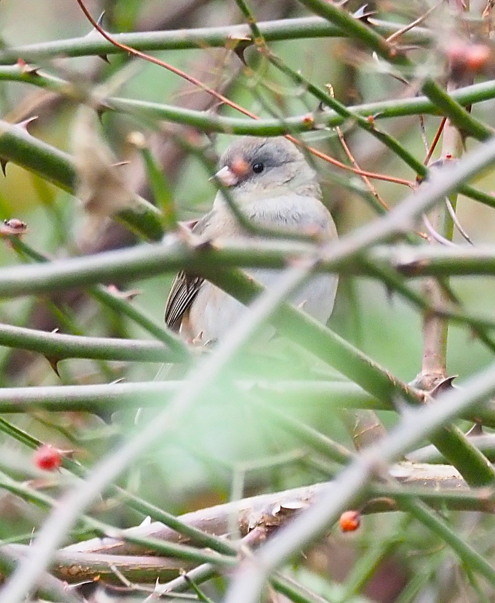 strnadec zimní - ML645694453