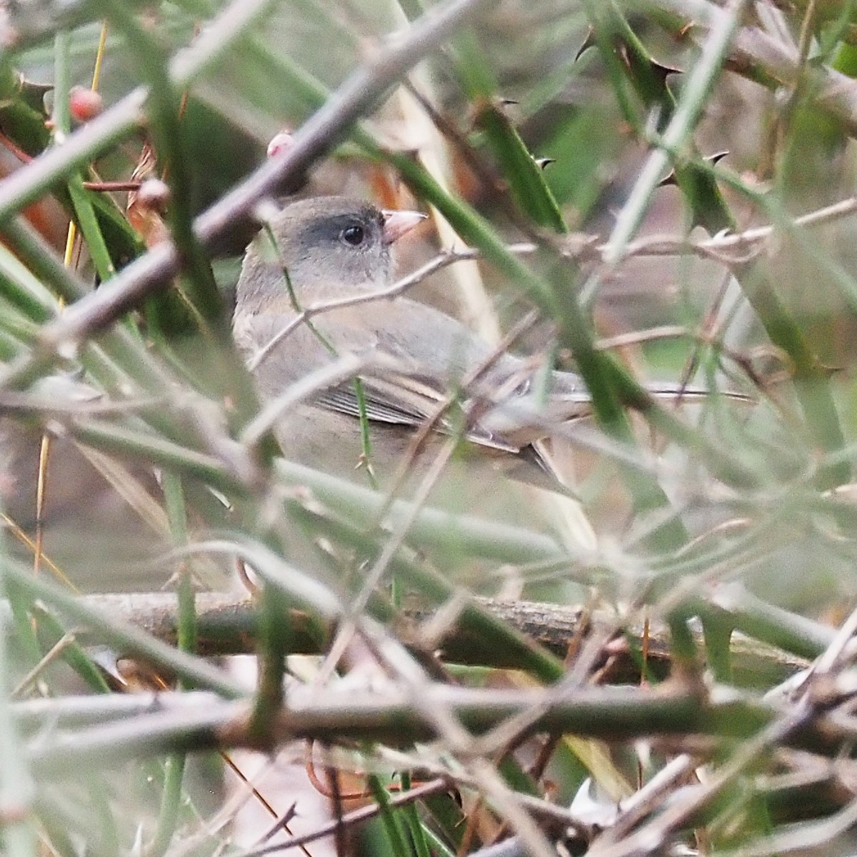 strnadec zimní - ML645694454