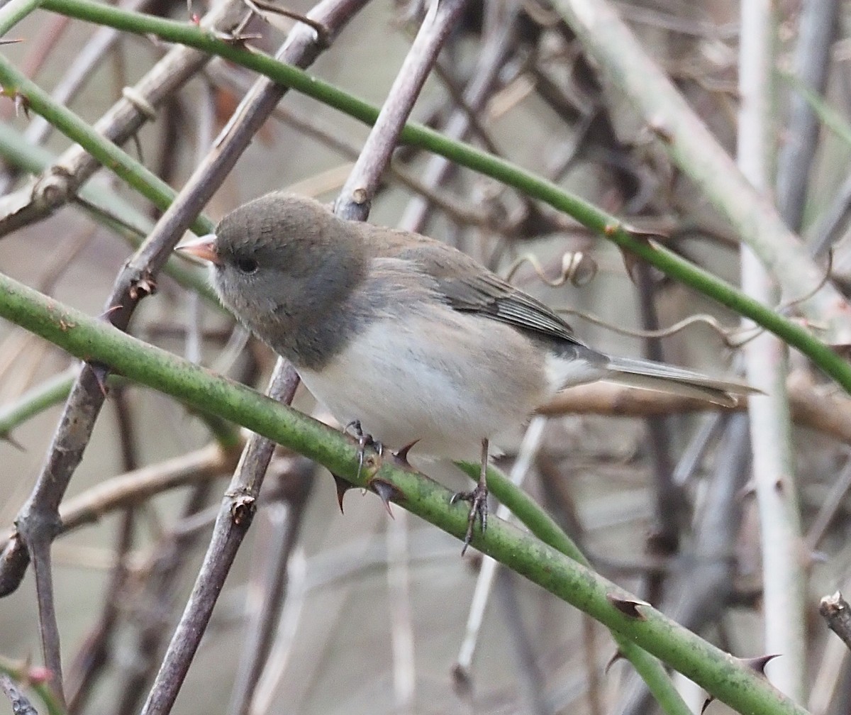 strnadec zimní - ML645694455