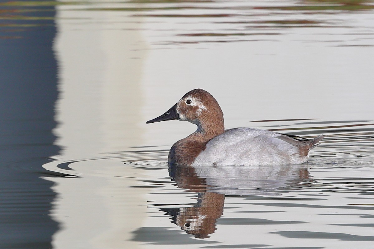 Canvasback - ML645694457