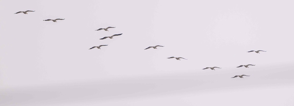 American White Pelican - ML645694459