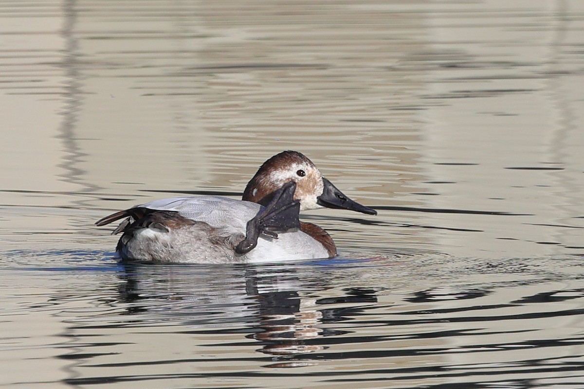 Canvasback - ML645694462