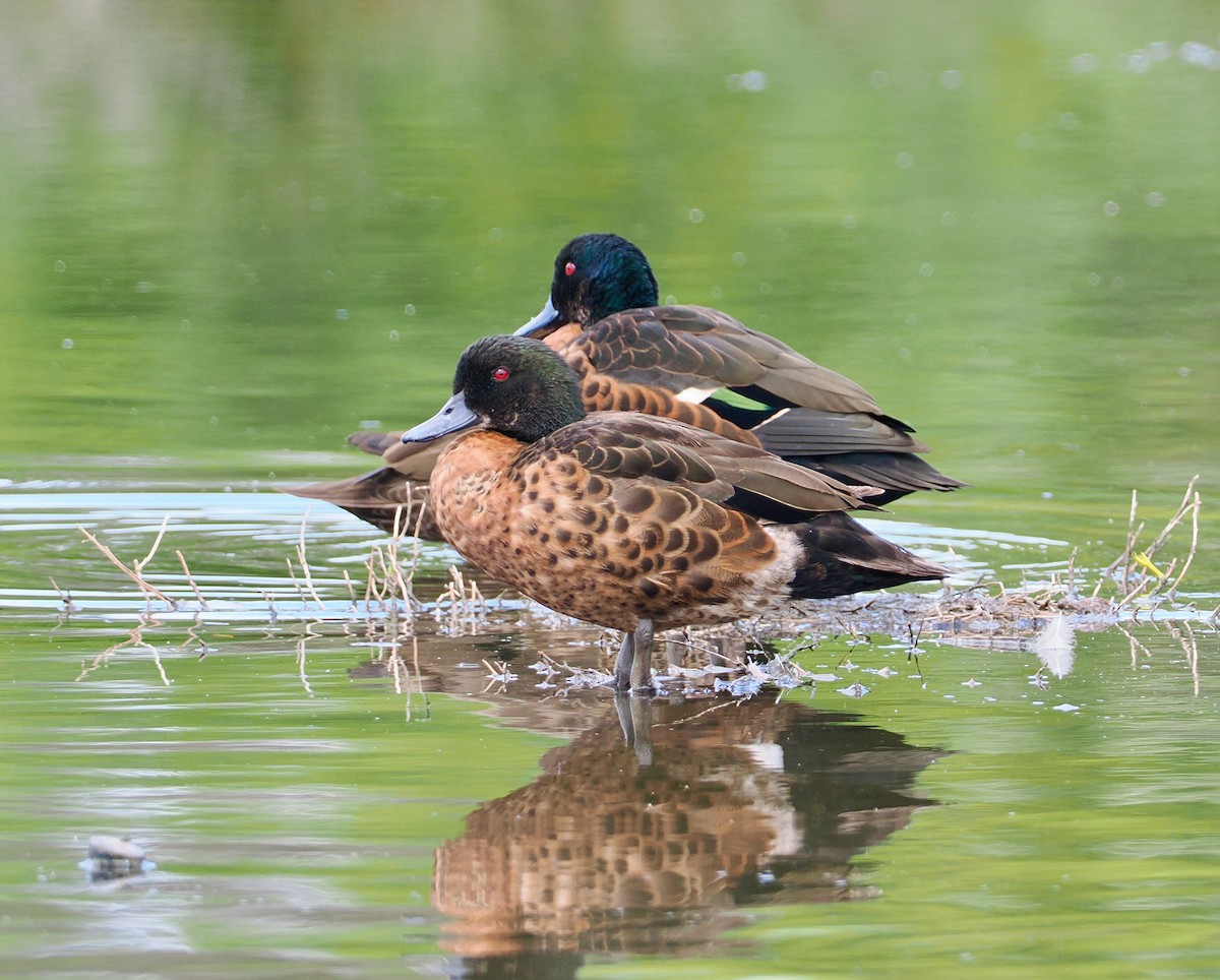 Chestnut Teal - ML645694463