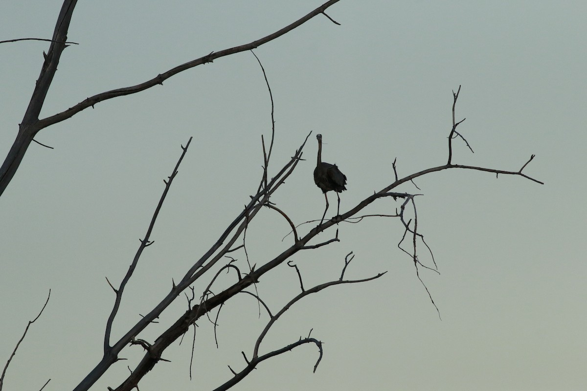 Great Blue Heron (Great Blue) - ML645694464
