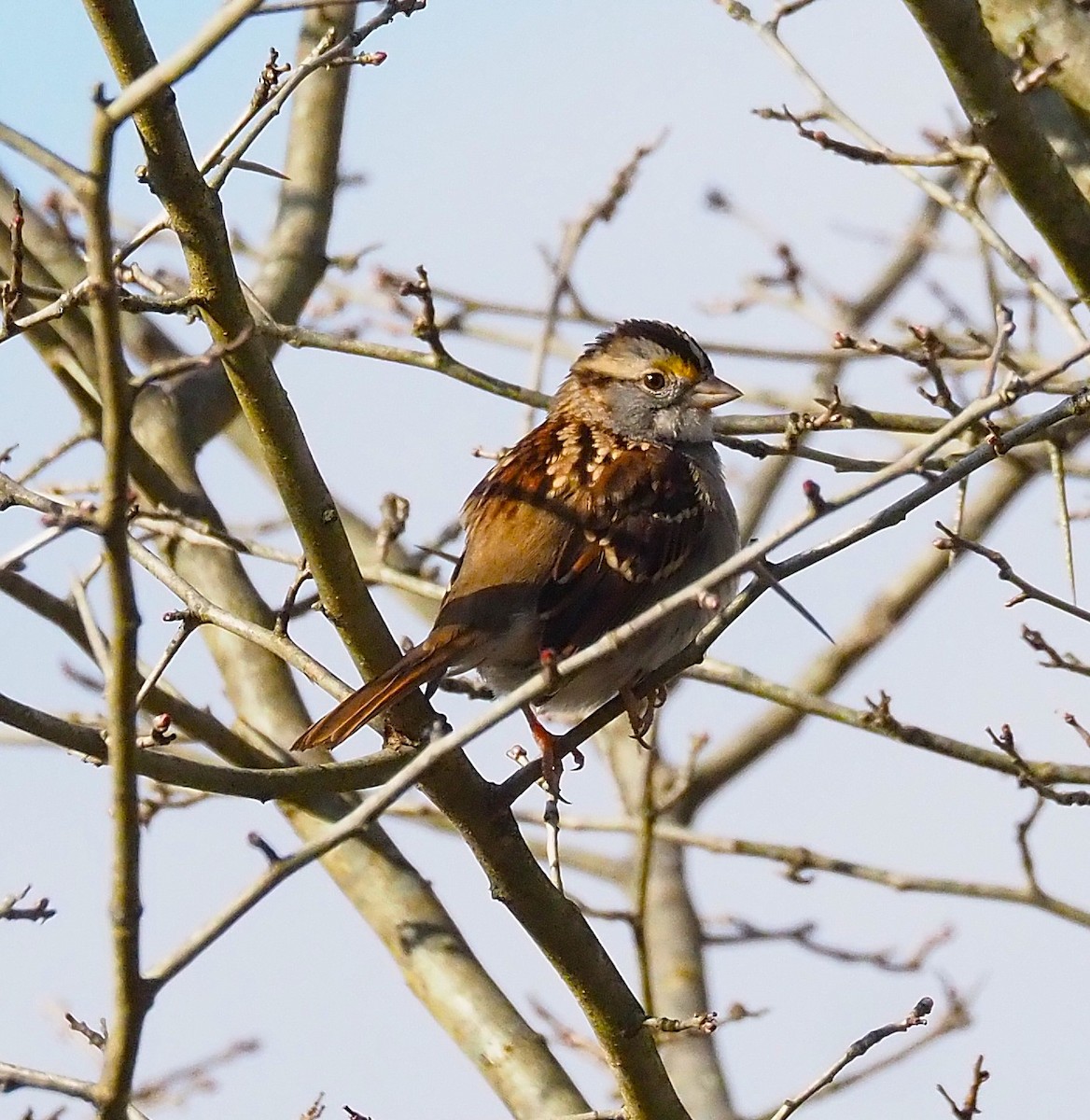 strnadec bělohrdlý - ML645694465