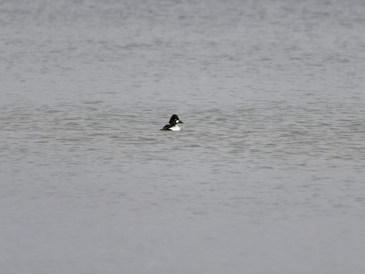 Common Goldeneye - ML645694466