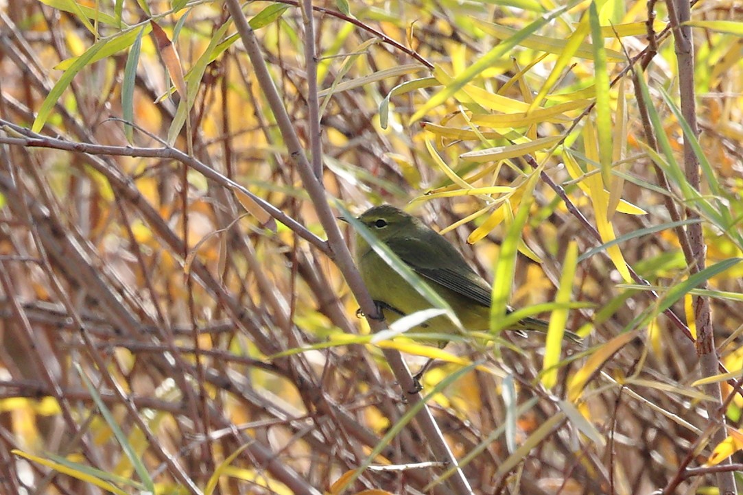 Orange-crowned Warbler - ML645694467