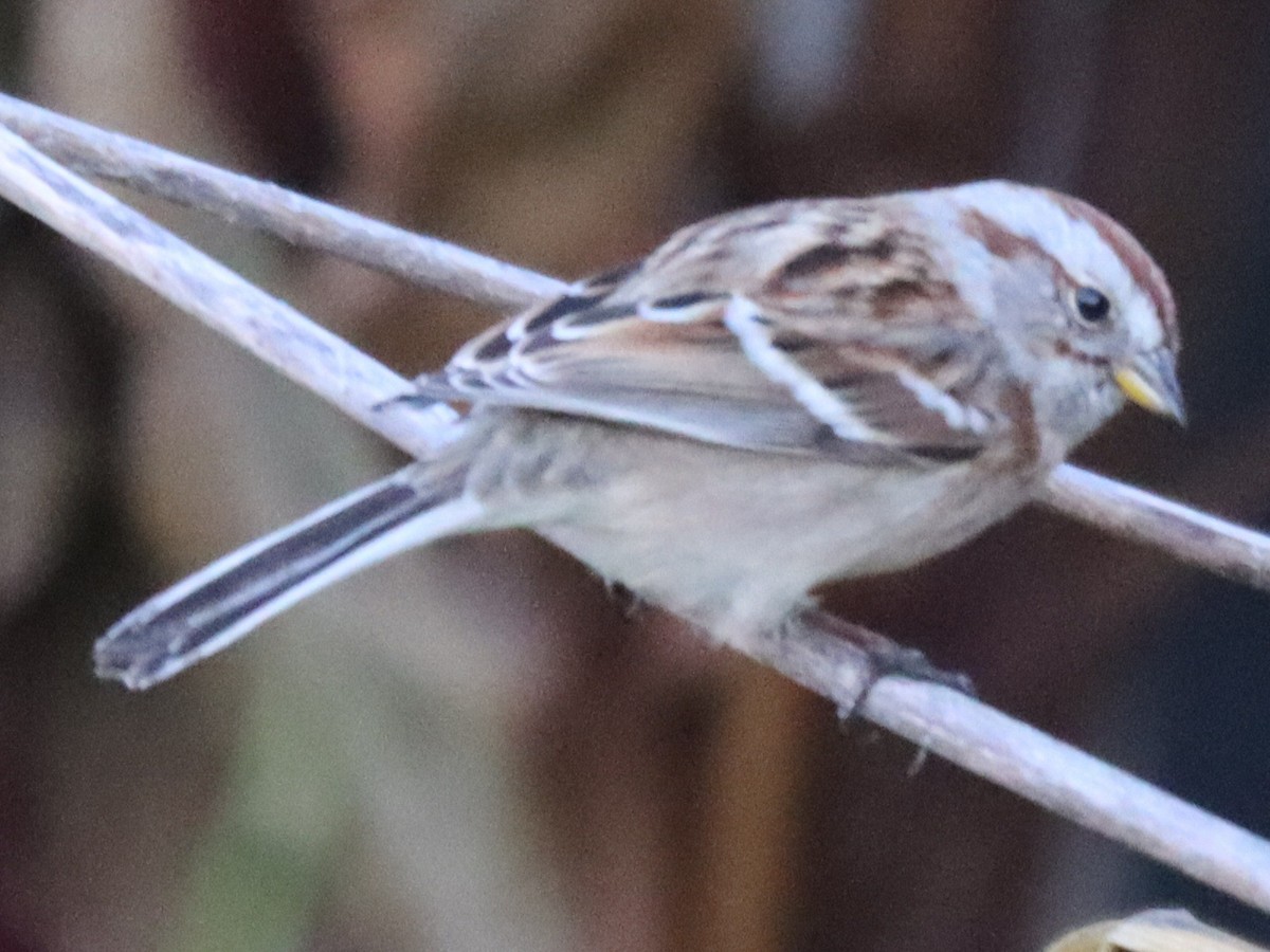 Пасовник північний - ML645694471