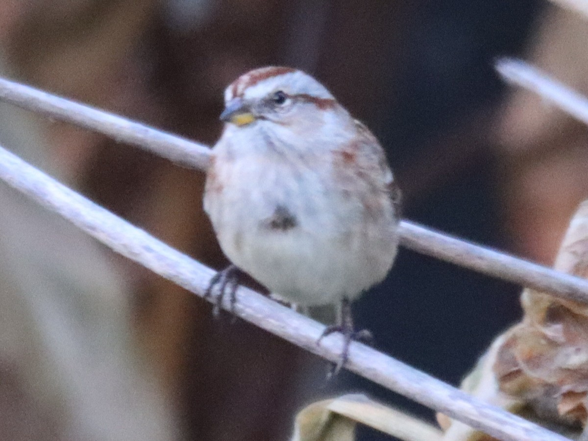 Пасовник північний - ML645694472