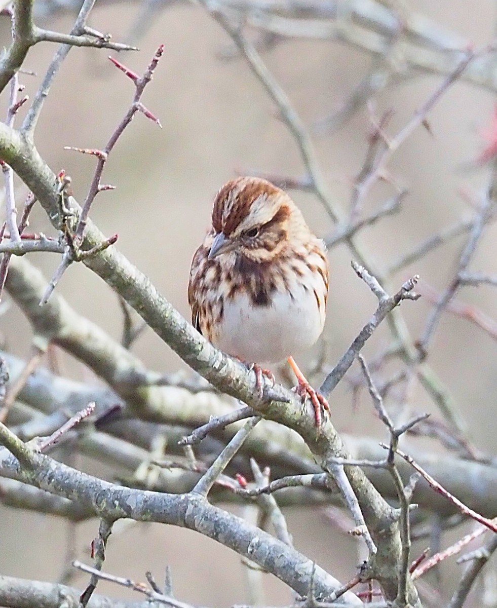 strnadec zpěvný - ML645694473