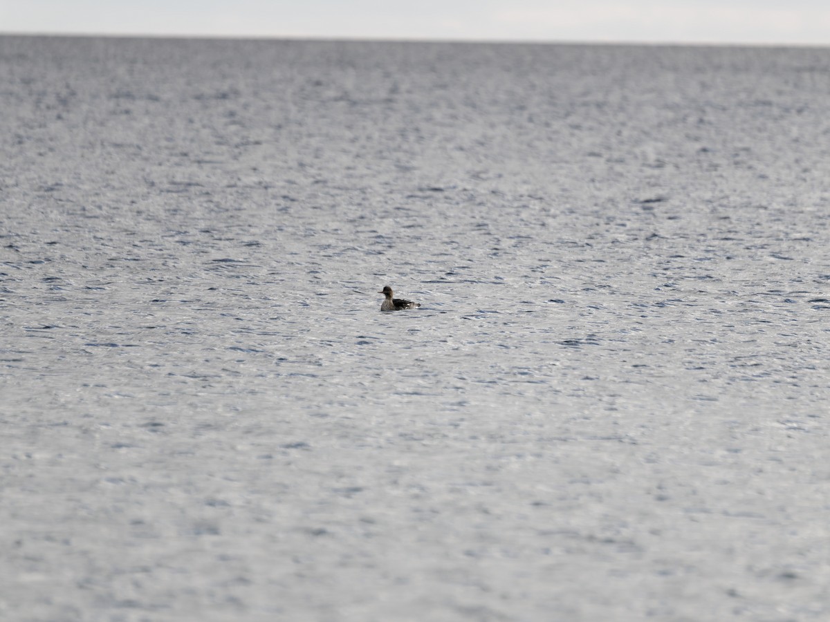 Red-breasted Merganser - ML645694477